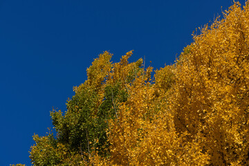 Fototapeta premium autumn trees against sky