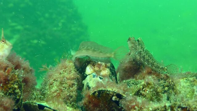 Fight of two males of Tentacled blenny (Parablennius tentacularis) among mussels overgrown with red algae.