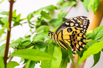 Close up of yellow butterfly