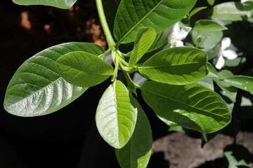 close up of green leaf