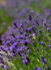 Obraz premium Spring lavender flowers under sunlight. Lilac flowers close up. Beautiful landscape of nature with a panoramic view. Hi spring. long banner