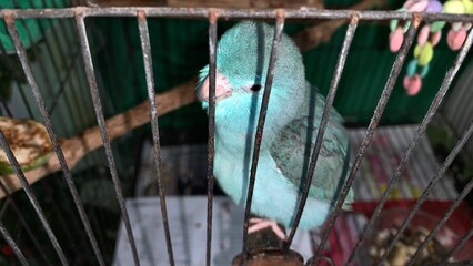 bird in cage