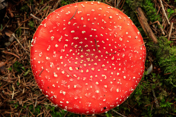 fly agaric umbrella from above