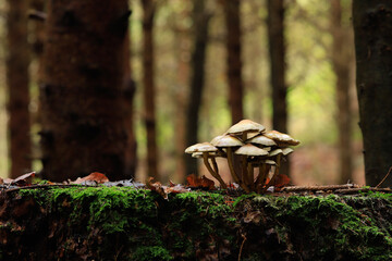 Fototapeta premium mushrooms in the forest