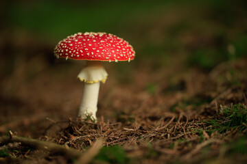 fly agaric on forest ground