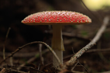 fly agaric on forest ground