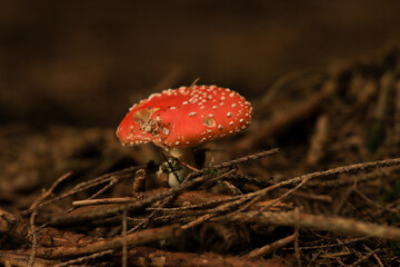 fly agaric on forest ground