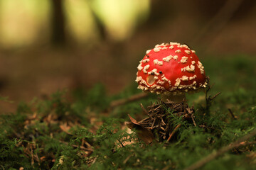 fly agaric on forest ground