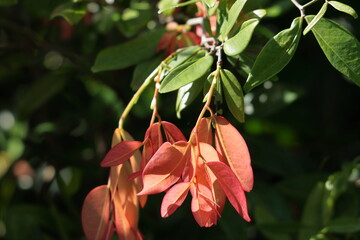 close up of pink leaves. pink and green leaves on the tree