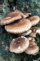 mushrooms in the woods on a tree