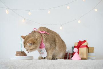 international cat day concept with gold british cat eat food on table with birthday party decoration background