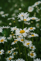 Natural background. White flowers. Field of daisies. Background beautiful beauty. Camomile. Vertical photo.
