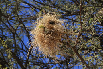 a bird's nest on an acacia tree in Namibia