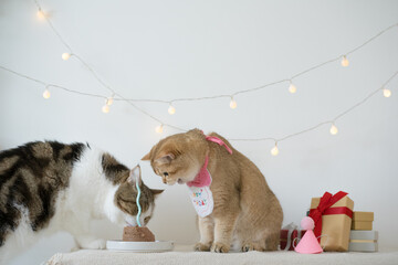 international cat day concept with two cat eat food on table with birthday party decoration background
