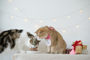 international cat day concept with two cat eat food on table with birthday party decoration background