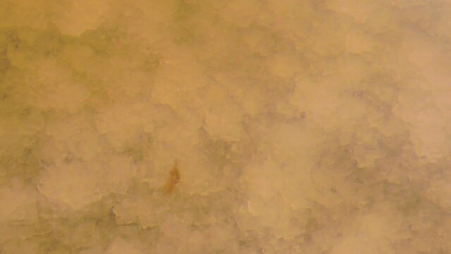 Exceptionally tenacious crustacean in deadly salt lake, hundred of ppm salinity (salt crystals). Brine shrimp (Artemia salina. Water red because halotolerant bacteria Dunaliella salina, Archaebacteria