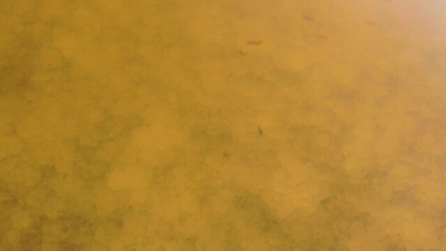 Exceptionally tenacious crustacean in deadly salt lake, hundred of ppm salinity (salt crystals). Brine shrimp (Artemia salina. Water red because halotolerant bacteria Dunaliella salina, Archaebacteria