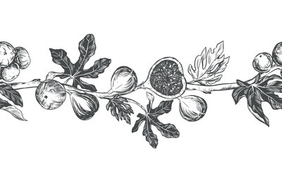 Sketch of a fig using engraving technique. Vector seamless border of fruits and leaves on a white background. Vintage black and white hand drawing. Best suited for menus and kitchen design. - obrazy, fototapety, plakaty