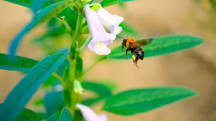 ゴマの花粉を集めるハチ
