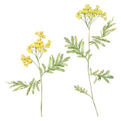 Watercolor common tansy. Yellow field flowers. Hand drawn illustration isolated on white background. Bundle botanical medicinal wildflowers clipart. Elements for design