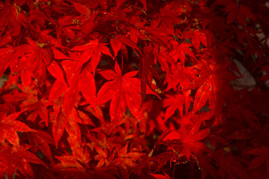 Le foglie rosse dell'acero rosso giapponese in autunno