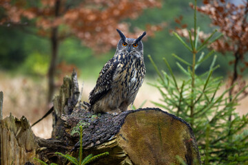 Uhu sitzt auf einem waagrechten Baumstamm vor herbstfarbenem Waldhintergrund 