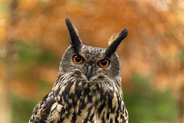 Portrait eines Uhu oder lat. bubo bubo
