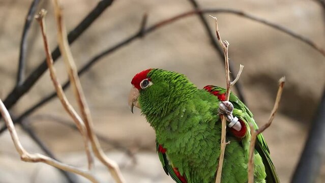 Cordilleran Parakeet (Psittacara Frontatus)  is a Species of Bird in Subfamily Arinae of the family Psittacidae. Colorful Parrot in Twig in Zoo.