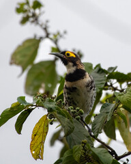 Ornate melidectes or ornate honeyeater observed in West Papua, Indonesia