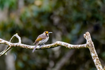 Ornate melidectes or ornate honeyeater observed in West Papua, Indonesia
