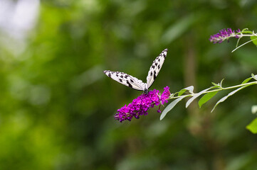 Fototapeta premium 日本に生息する最大級のオオゴマダラがひらひらと舞う風景
