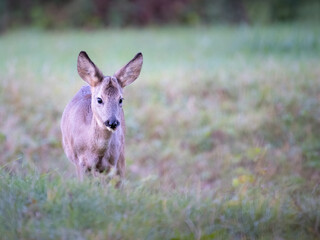 Young wild roe deer in grass,Capreolus capreolus