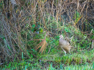 Pheasant hen walking and lurking for food