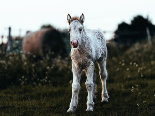 White filly standing in a grazing field. Three days old gypsy cob horse front facing the camera, looking curious and interested. Playful little foal in earthy moody tones. - obrazy, fototapety, plakaty