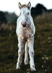 Fototapeta premium White filly standing in a grazing field. Three days old gypsy cob horse front facing the camera, looking curious and interested. Playful little foal in earthy moody tones.