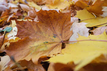 Herbstlaub, Ahornblätter