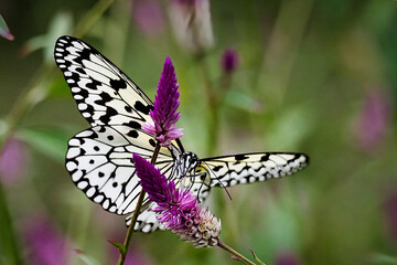 日本に生息する最大級のオオゴマダラがひらひらと舞う風景