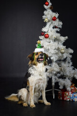 christmas photo of dog in photo studio with white christmas tree. Black background in photo studio. 