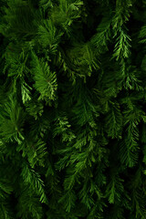 Fir branches green needle abstract background Christmas texture. Vertical composition. - obrazy, fototapety, plakaty