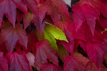 Dettaglio di una parete ricoperta di foglie rosse della vite americana in autunno con al centro una...