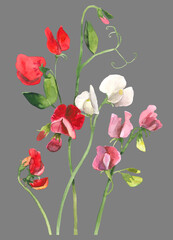 Blooming sweet pea on grey background