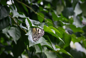 日本に生息する最大級のオオゴマダラがひらひらと舞う風景