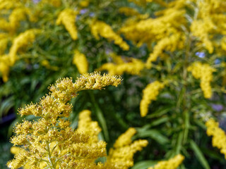 Yellow flowers in the garden