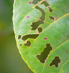 close up of a leaf eaten by insects and worms