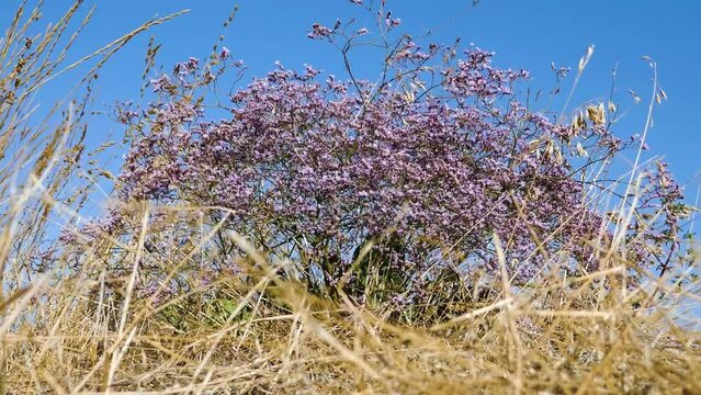 Autumn flowering of steppe plants. Still blooming Sea lavender (Limonium platyphyllum) against background of fruit-bearing cereals and blue sky. Inhabited steppe of spit of Arabatskaya strelka, Crimea