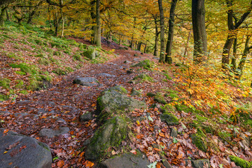 Woodland path through Padley Gorge, Grindleford, Peak District National Park, Derbyshire, England.