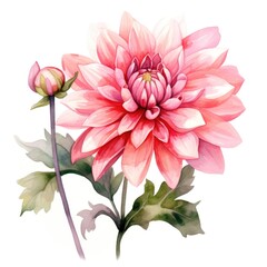 Obraz premium watercolor dahlia flowers illustration on a white background.