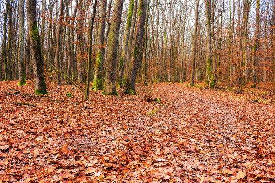 trail covered in fallen foliage through carpathian oak woods. nature scenery in fall colors. tourism and hiking autumn background