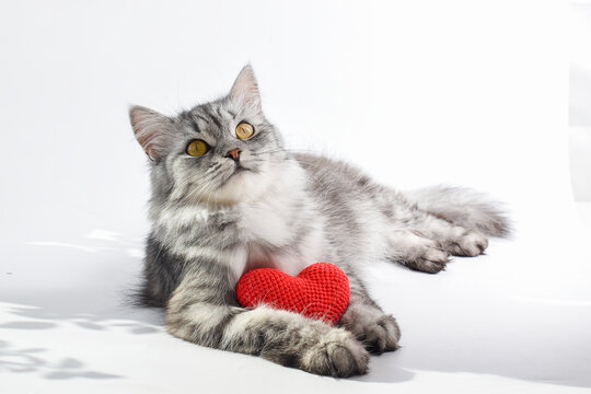 Striped gray cat looks at the top with a red knitted heart