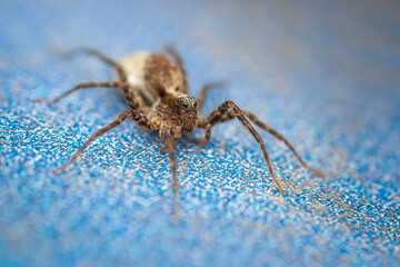 spider on a blue background.